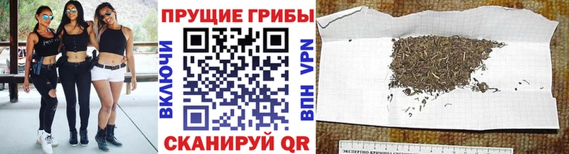 Купить где  Сураж  Галлюциногенные грибы Cubensis 